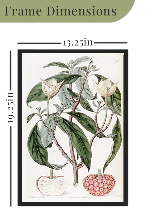 12 x 18 frame size info template Strawberry_fruited Benthamia