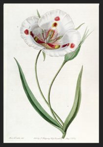 vintage botanical wall art