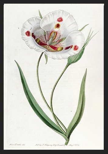 vintage botanical wall art