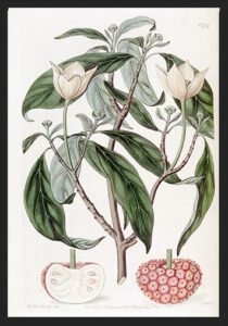 Strawberry-fruited Benthamia (1815–1819) – Black Framed Print by Sydenham Edwards 12×18 | 16×20